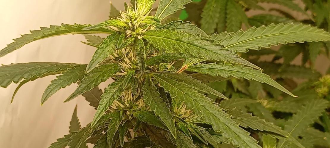 Ripper Eyeballz and OSG Blue Grape Fuel