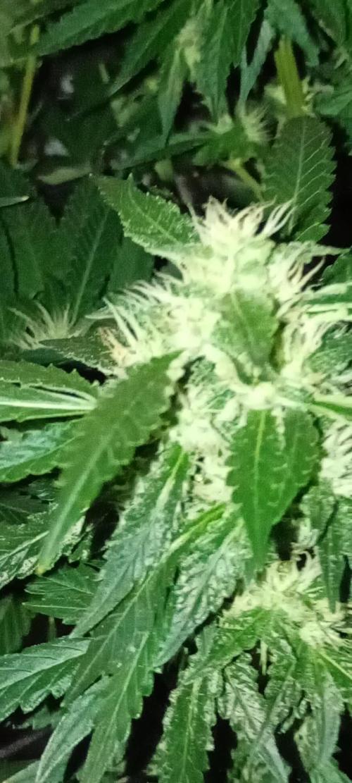 Ripper Eyeballz and OSG Blue Grape Fuel