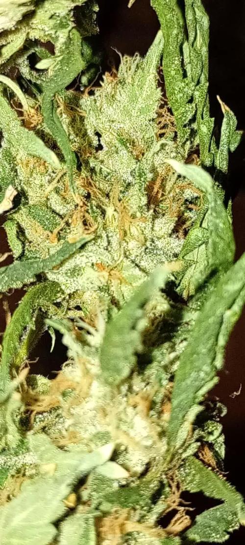 Ripper Eyeballz and OSG Blue Grape Fuel