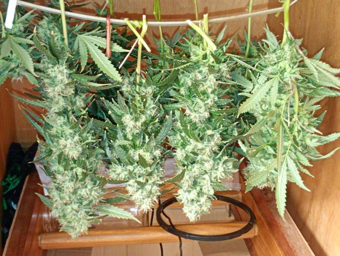 Ripper Eyeballz and OSG Blue Grape Fuel. Week 12