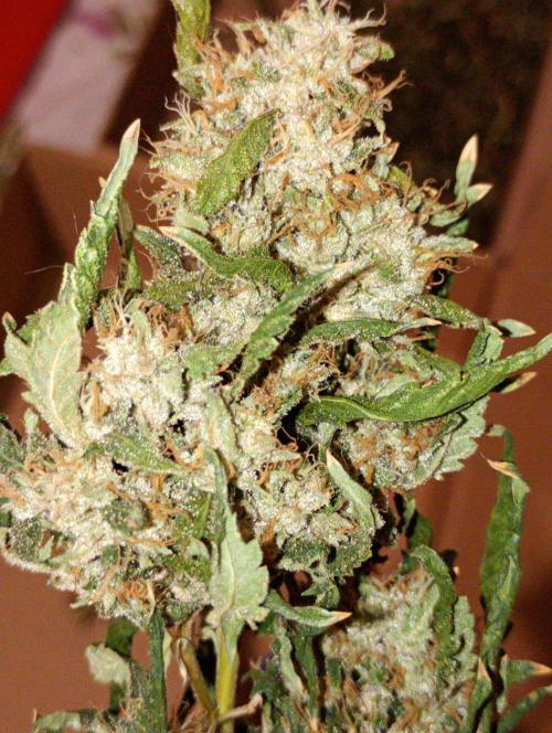 Ripper Eyeballz and OSG Blue Grape Fuel. Week 12