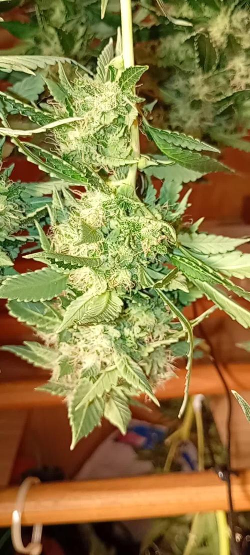 Ripper Eyeballz and OSG Blue Grape Fuel