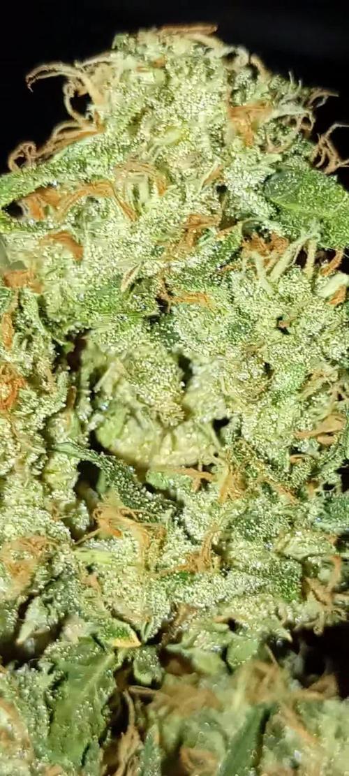 Ripper Eyeballz and OSG Blue Grape Fuel