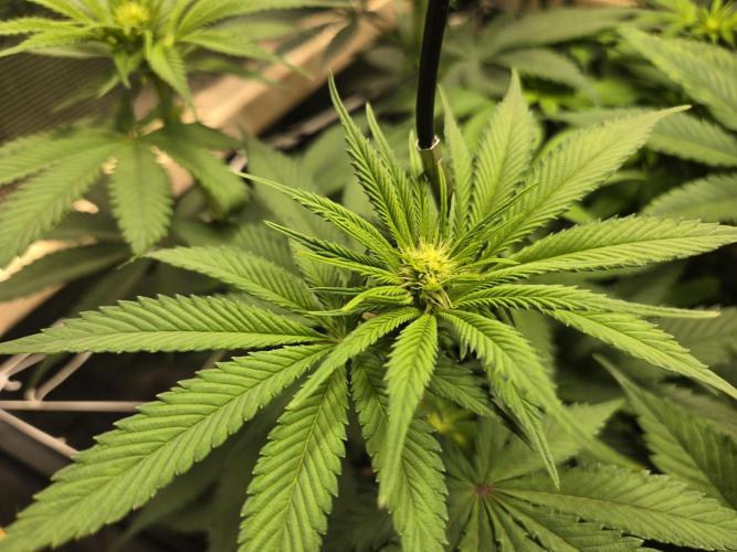 Shiskaberry Cookies. Week 8 - day 49
flowering day 17