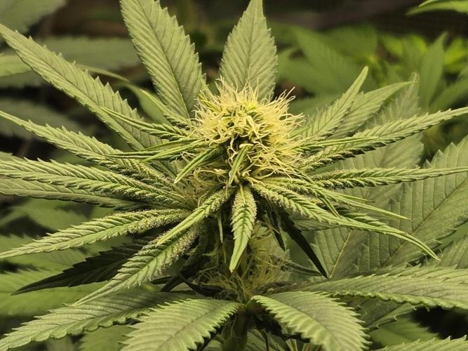 Shiskaberry Cookies. Week 8 - day 53
flowering day 21