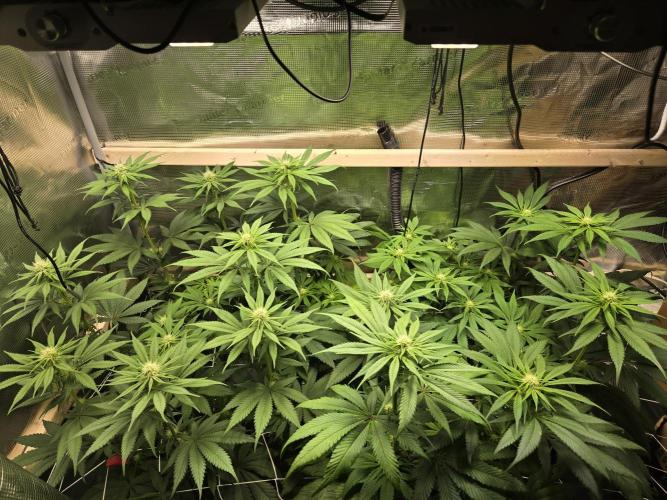 Shiskaberry Cookies. Week 8 - day 53
flowering day 21