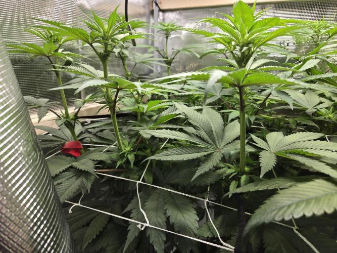 Shiskaberry Cookies. Week 8 - day 49
flowering day 17