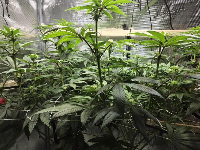 Shiskaberry Cookies. Week 8 - day 53
flowering day 21