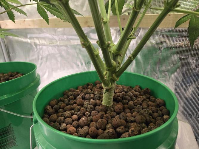 Shiskaberry Cookies. Week 8 - day 49
flowering day 17