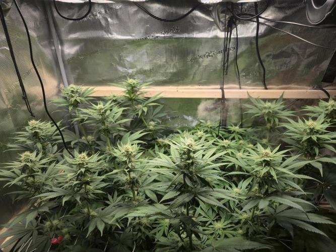 Shiskaberry Cookies. Week 9 - day 60
flowering day 28