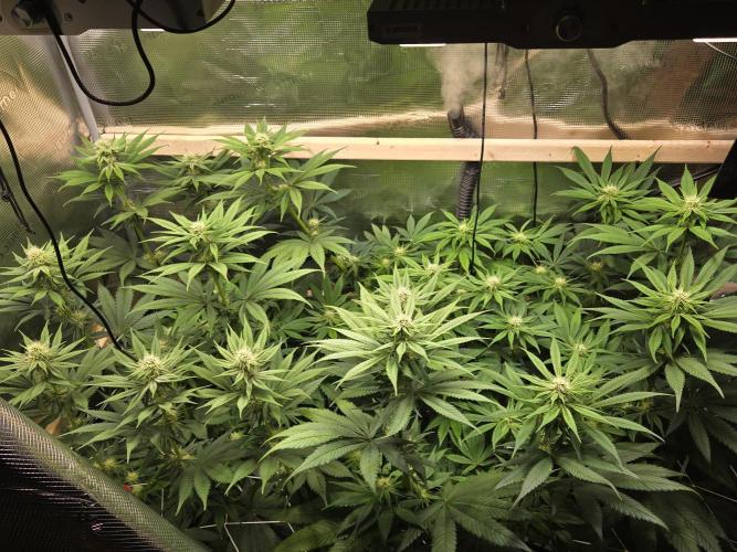 Shiskaberry Cookies. Week 9 - day 57
flowering day 25