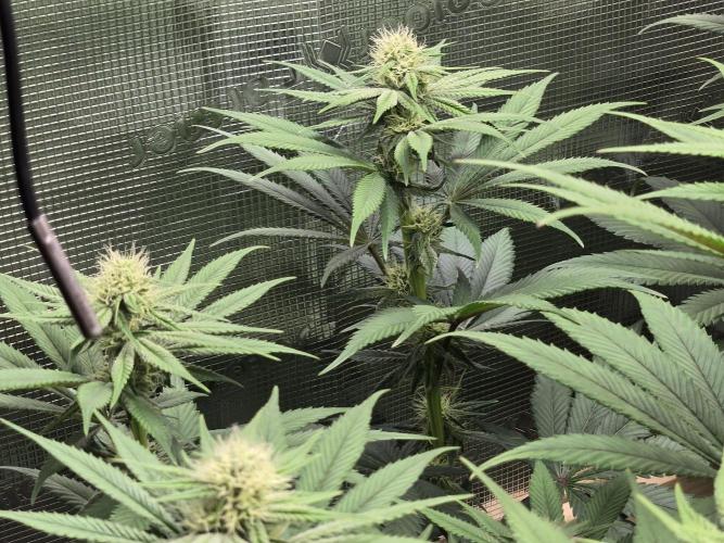 Shiskaberry Cookies. Week 9 - day 57
flowering day 25