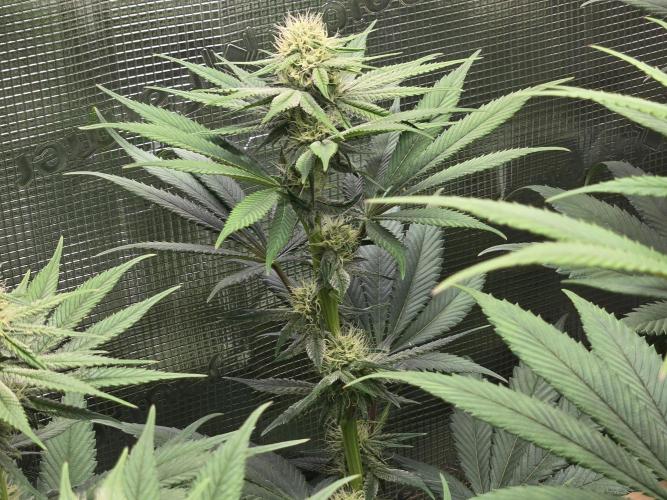 Shiskaberry Cookies. Week 9 - day 57
flowering day 25