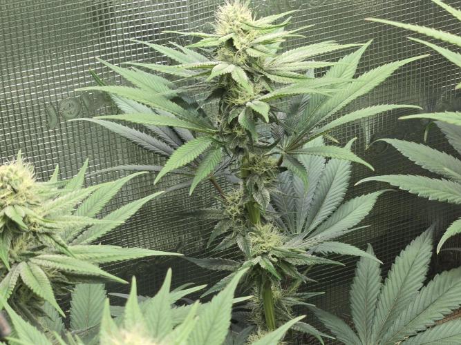 Shiskaberry Cookies. Week 9 - day 60
flowering day 28