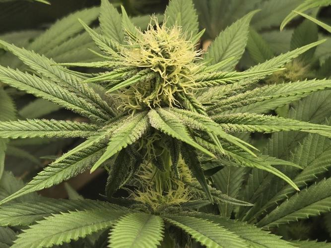 Shiskaberry Cookies. Week 9 - day 57
flowering day 25