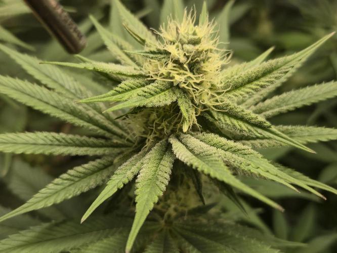 Shiskaberry Cookies. Week 9 - day 60
flowering day 28