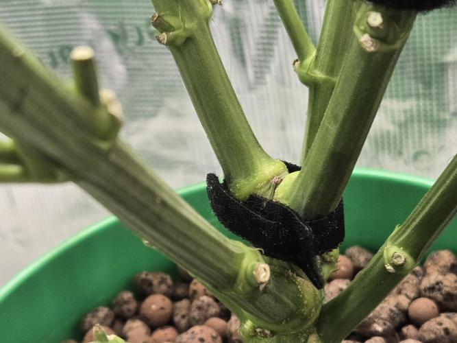 Shiskaberry Cookies. Week 9 - day 57
flowering day 25