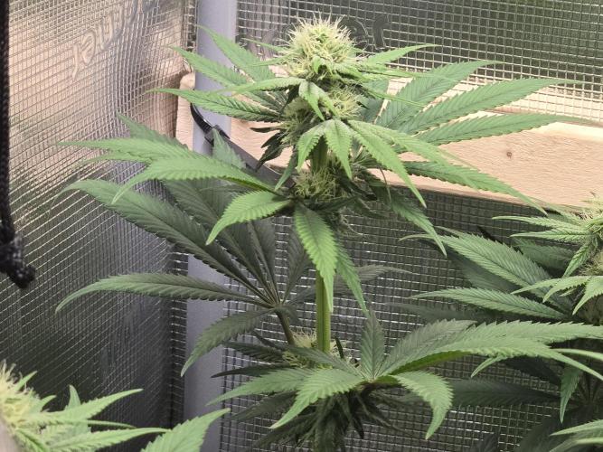 Shiskaberry Cookies. Week 9 - day 57
flowering day 25