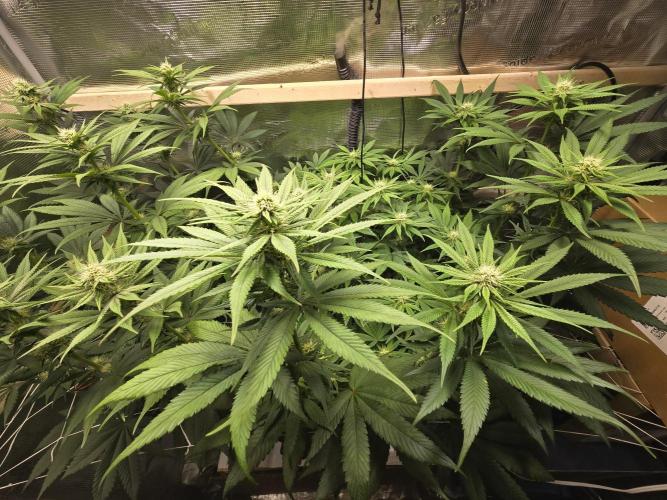 Shiskaberry Cookies. Week 9 - day 58
flowering day 26