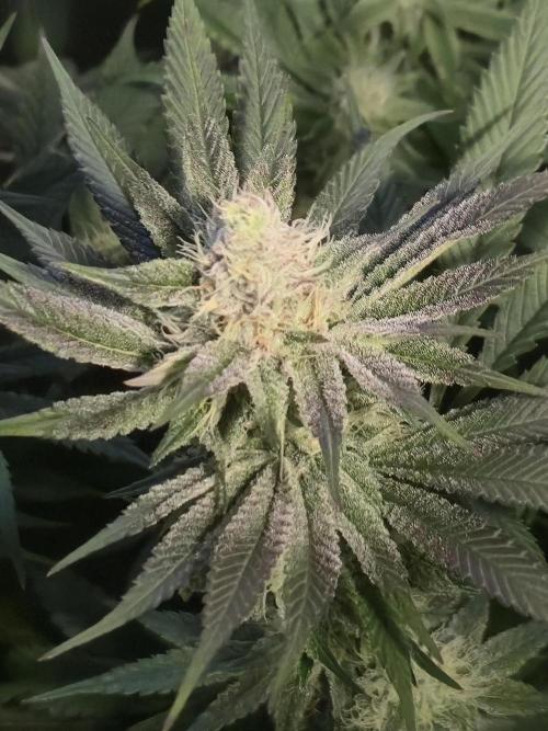 Shiskaberry Cookies. Week 10 - 11/17