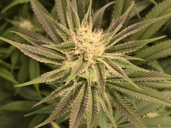 Shiskaberry Cookies. Week 10 - 11/14