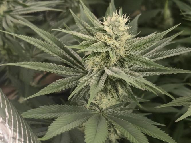 Shiskaberry Cookies. Week 10 - 11/14