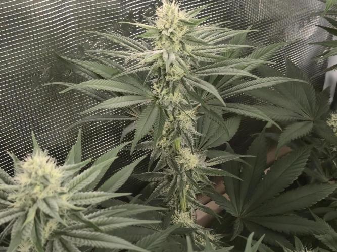 Shiskaberry Cookies. Week 10 - 11/14