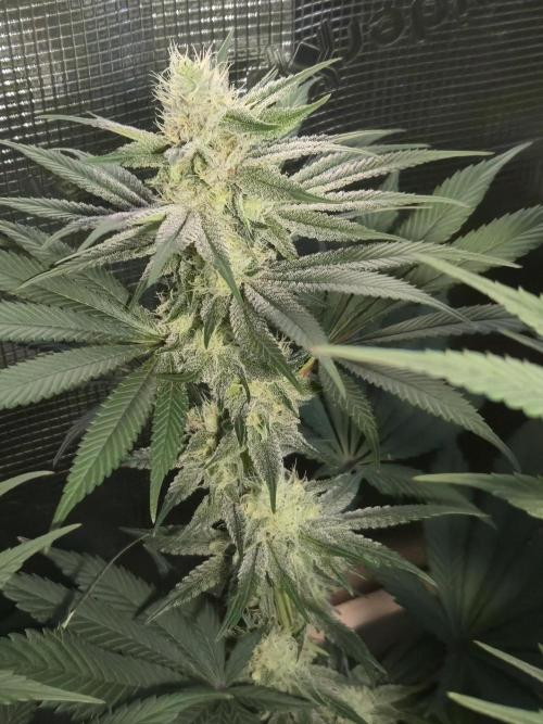 Shiskaberry Cookies. Week 10 - 11/17