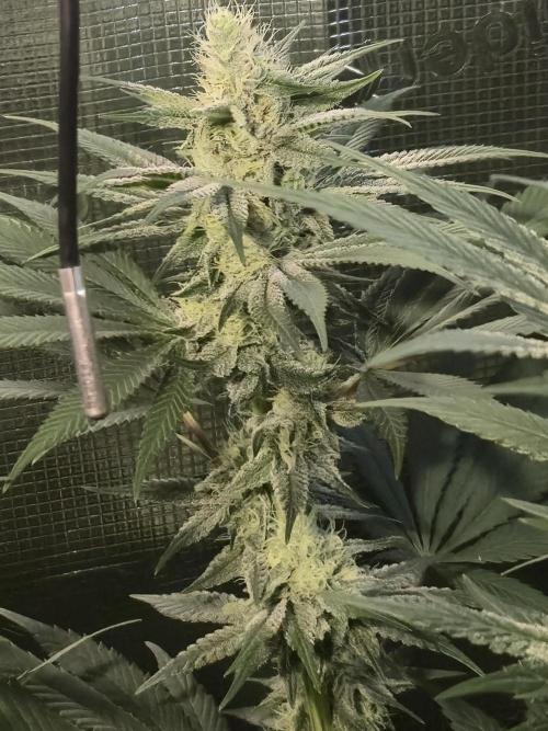 Shiskaberry Cookies. Week 10 - 11/19