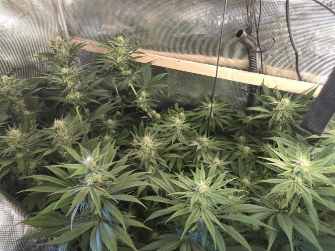 Shiskaberry Cookies. Week 10 - 11/14