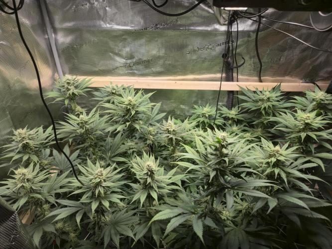 Shiskaberry Cookies. Week 10 - 11/17