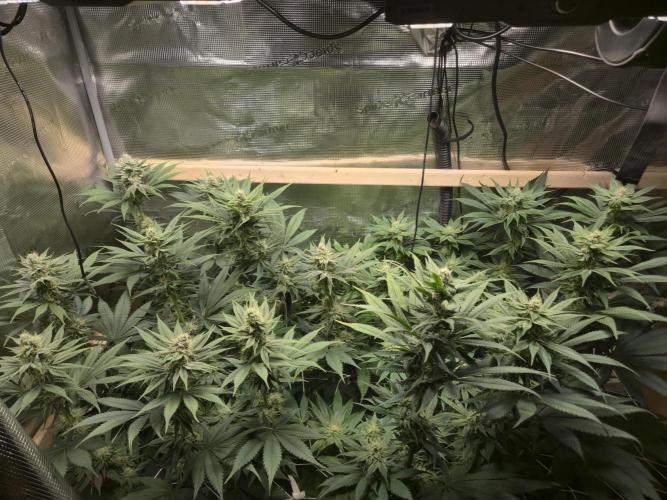 Shiskaberry Cookies. Week 10 - 11/19