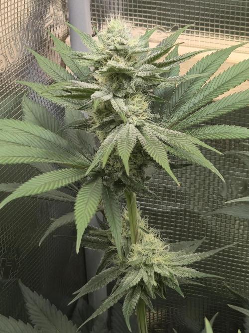 Shiskaberry Cookies. Week 10 - 11/17