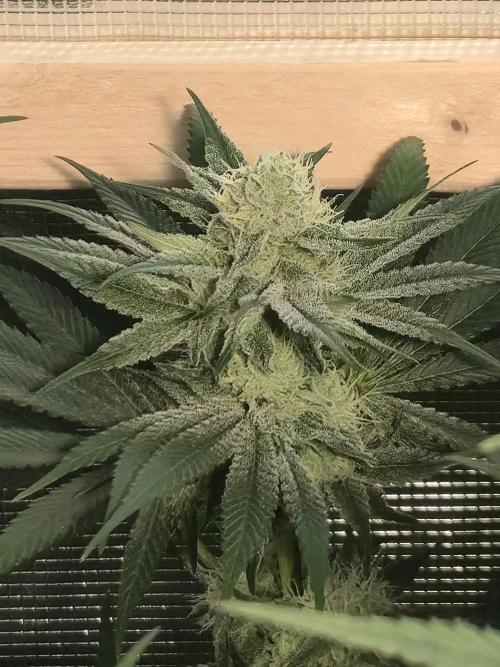 Shiskaberry Cookies. Week 10 - 11/19