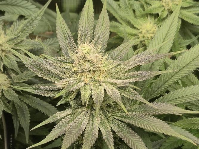 Shiskaberry Cookies. Week 10 - 11/19