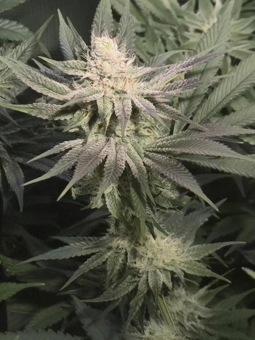 Shiskaberry Cookies. Week 10 - 11/19