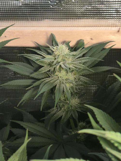 Shiskaberry Cookies. Week 10 - 11/17