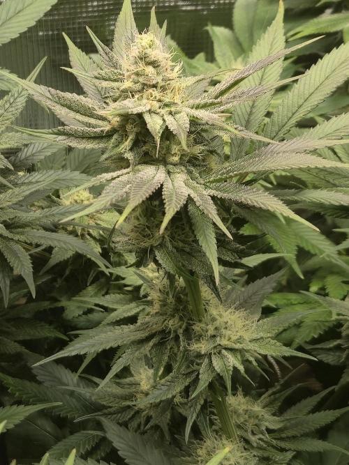 Shiskaberry Cookies. Week 10 - 11/19