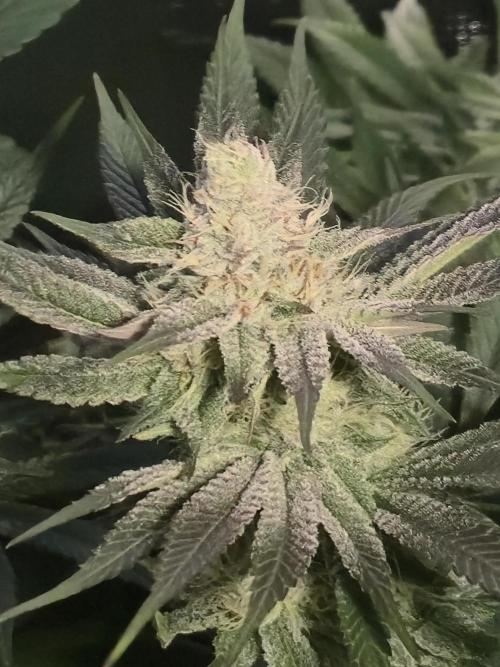 Shiskaberry Cookies. Week 10 - 11/19