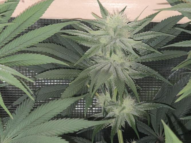 Shiskaberry Cookies. Week 10 - 11/19