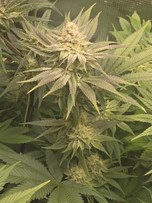 Shiskaberry Cookies. Week 11 - 11/21