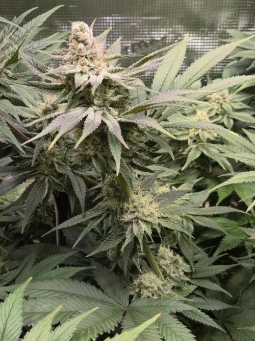 Shiskaberry Cookies. Week 11 - 11/26