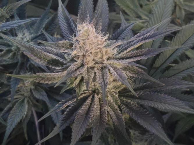 Shiskaberry Cookies. Week 11 - 11/21