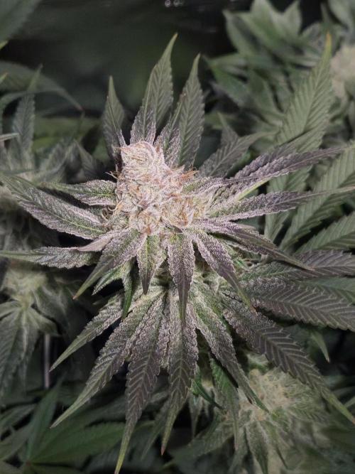 Shiskaberry Cookies. Week 11 - 11/26