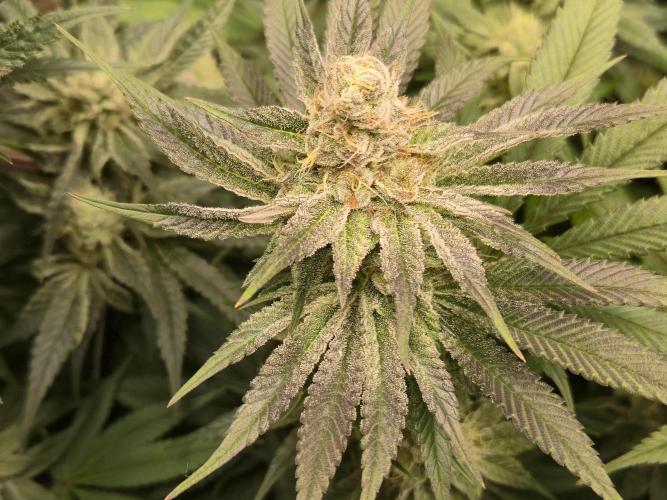 Shiskaberry Cookies. Week 11 - 11/26