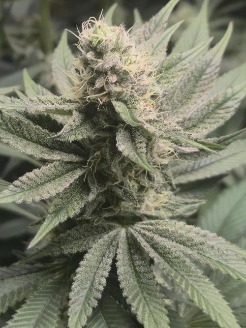 Shiskaberry Cookies. Week 11 - 11/21