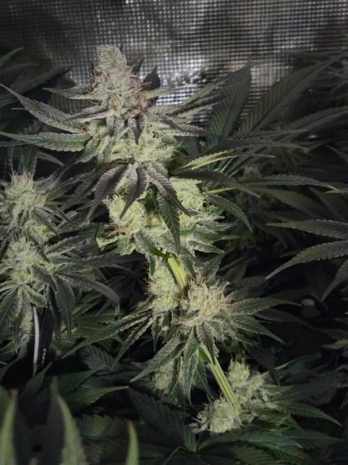 Shiskaberry Cookies. Week 11 - 11/26