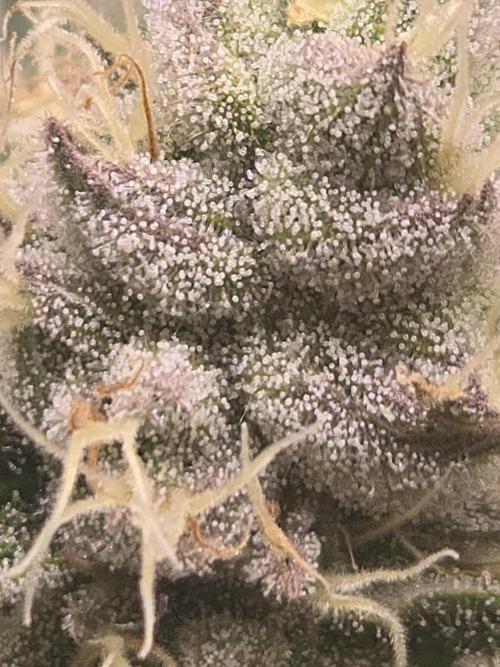 Shiskaberry Cookies. Week 11 - 11/26