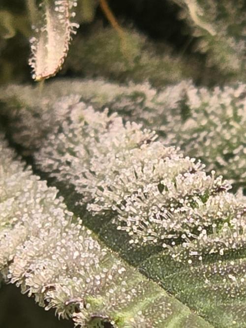 Shiskaberry Cookies. Week 11 - 11/26