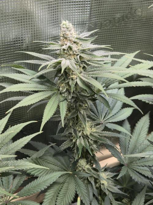 Shiskaberry Cookies. Week 11 - 11/26